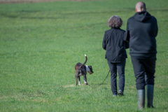 Concorso Internazionale Cani Di Utilità