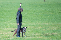 Concorso Internazionale Cani Di Utilità