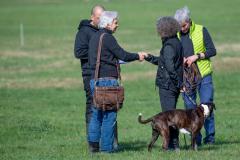 Concorso Internazionale Cani Di Utilità