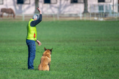 Concorso Internazionale Cani Di Utilità