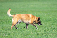 Concorso Internazionale Cani Di Utilità