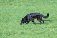 Concorso Internazionale Cani Di Utilità
