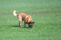 Concorso Internazionale Cani Di Utilità