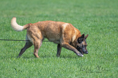 Concorso Internazionale Cani Di Utilità