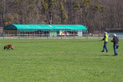 Concorso Internazionale Cani Di Utilità