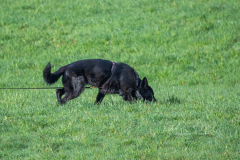 Concorso Internazionale Cani Di Utilità