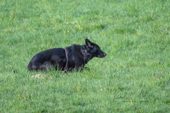 Concorso Internazionale Cani Di Utilità