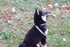 IMG-20200806-WA0009
