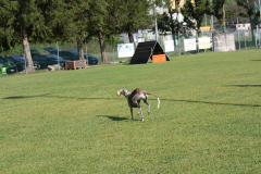 IMG_7377