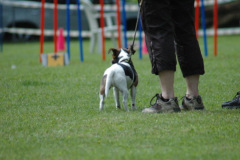 1_Giughem2011-30