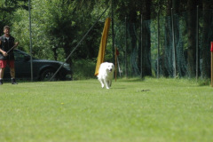 1_Giughem2011-37