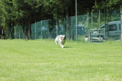 1_Giughem2011-8