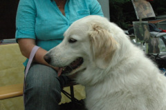 Giughem2011-115
