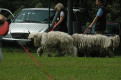 Giughem2011-151