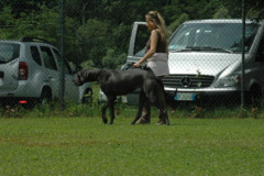 Giughem2011-153