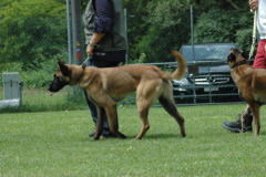 Giughem2011-179