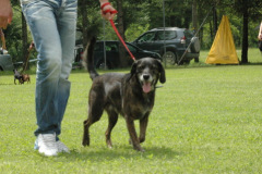 Giughem2011-197