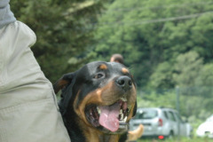 Giughem2011-206