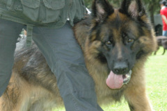 Giughem2011-208
