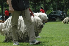 Giughem2011-209