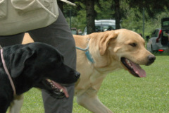 Giughem2011-217