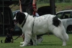 Giughem2011-220