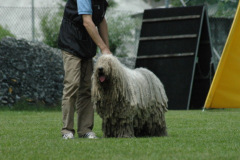 Giughem2011-222