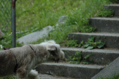 Giughem2011-24