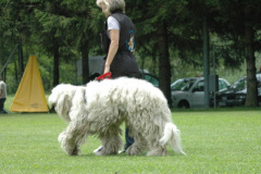 Giughem2011-245