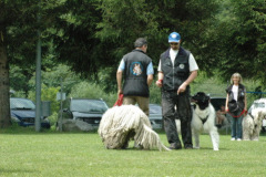 Giughem2011-264
