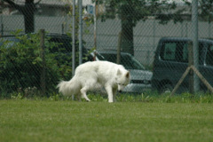 Giughem2011-311