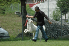 Giughem2011-313