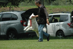 Giughem2011-314