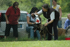 Giughem2011-315