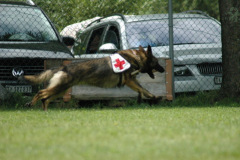 Giughem2011-321