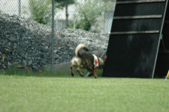 Giughem2011-322