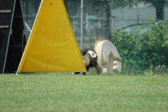 Giughem2011-323