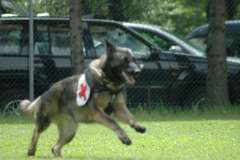 Giughem2011-329