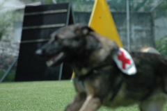 Giughem2011-339