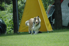 Giughem2011-366