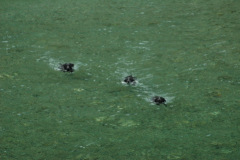 Giughem2011-373