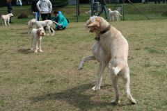 Spinone1