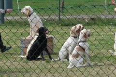 Spinone2