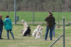 Spinone3