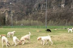 Spinone4