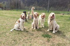 Spinone5
